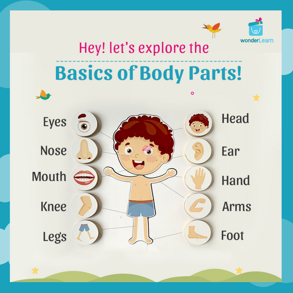 Body Parts: Learn the Parts of the Human Body